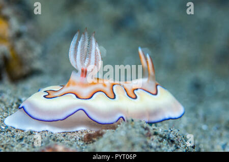 - Goniobranchus nudibranche Chromodoris coi coi [avant]. Les deux structures en forme de saucisse rose par les branchies sont les sacs d'œufs d'un copépode parasite Banque D'Images