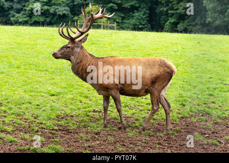 Un enterrement de vie de Red Deer à la fière dans un champ dans le parc de Château de Culzean Ayrshire Ecosse Royaume-Uni UK Banque D'Images