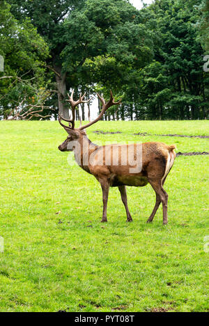 Un enterrement de vie de Red Deer à la fière dans un champ dans le parc de Château de Culzean Ayrshire Ecosse Royaume-Uni UK Banque D'Images