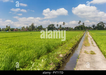 Chemin de bicyclette à travers les rizières d'Ubud à Bali, Indonésie Banque D'Images