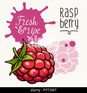 Vector illustration de framboise mûre juteuse. Concept pour le marché des fermiers. Idée pour le design de l'étiquette. Produits locaux, bio Illustration de Vecteur