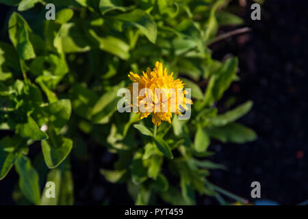 La dernière petite fleur jaune de la saison dans le jardin en fleurs Banque D'Images