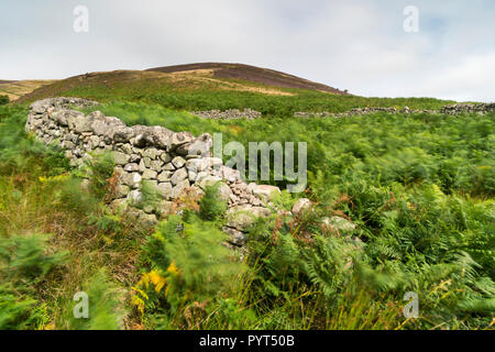 Les murs d'un mur en pierre sèche traditionnels moutons pinfold dans le Harthope Valley, Parc National de Northumberland, en Angleterre. OS REF : 953225 NT Banque D'Images