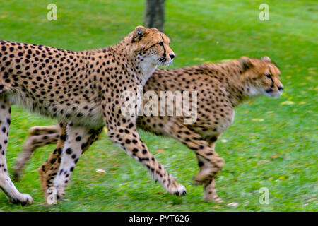 Deux guépards courir sur l'herbe. De beaux animaux connus pour leur vitesse lorsqu'ils fonctionnent. Grands chasseurs qui sont du continent africain. Banque D'Images