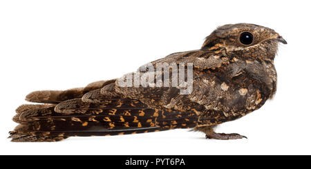 Engoulevent d'Europe, ou simplement, Nightjar Caprimulgus europaeus, in front of white background Banque D'Images