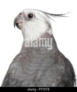 Close-up of Male Cockatiel, Nymphicus hollandicus, in front of white background Banque D'Images