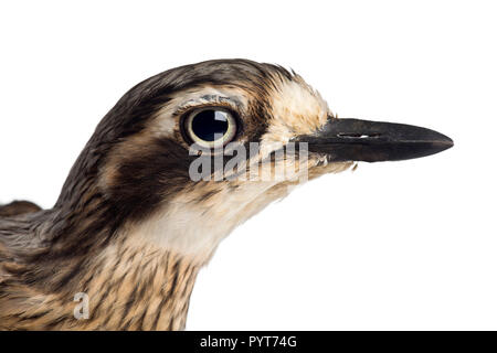 Bush Stone-curlew ou large-billed, Burhinus grallarius, against white background Banque D'Images