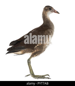 La Gallinule poule-d'eau Gallinula chloropus,, également connu sous le nom de 'Swamp' poulet contre fond blanc Banque D'Images