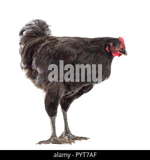 Australorp, âgé de 5 mois, contre fond blanc Banque D'Images