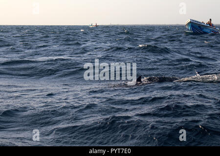 A la recherche des dauphins à Trincomalee. Prises au Sri Lanka, août 2018. Banque D'Images