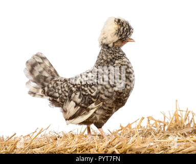 Polish debout sur la paille in front of white background Banque D'Images