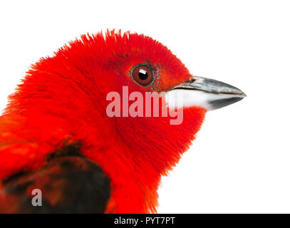 Close-up - Ramphocelus bresilius Tangara brésilien - isolated on white Banque D'Images