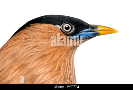 Close-up - Sturnia pagodarum Brahminy Myna - isolated on white Banque D'Images