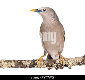 Chestnut-tailed Starling perché sur une branche - Sturnia malabarica Banque D'Images
