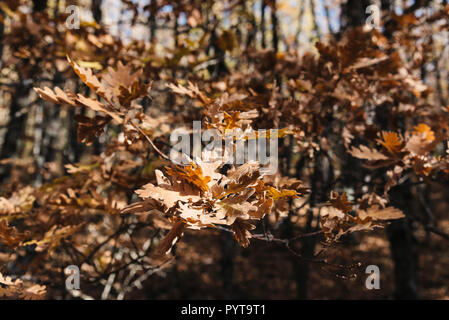 Feuilles de chêne en forêt avec des couleurs jaune en automne. Forêt de hêtres de Pedrosa à Ségovie, Espagne Banque D'Images