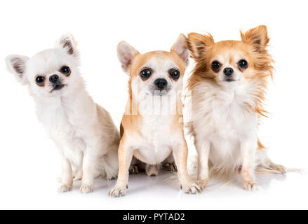 Peu chis in front of white background Banque D'Images