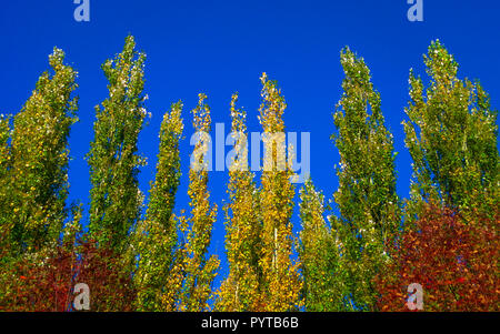 Peuplier arbres contre le ciel bleu par un jour de vent. Résumé fond naturel. Les arbres d'automne, des feuilles d'automne coloré. Banque D'Images