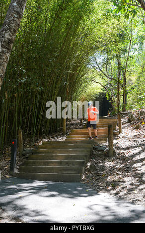 Jogger homme d'exécution sur la flèche rouge populaires sentier pédestre, Mt Whitfield Conservation Park, Cairns, Far North Queensland, Queensland, Australie, FNQ Banque D'Images