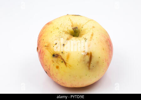 Pommes à cuire d'aubaine qui avait été placée dans une brouette à l'extérieur de la ferme pour être donnés gratuitement aux passants. Idéal pour faire de la compote de pommes. Phot Banque D'Images