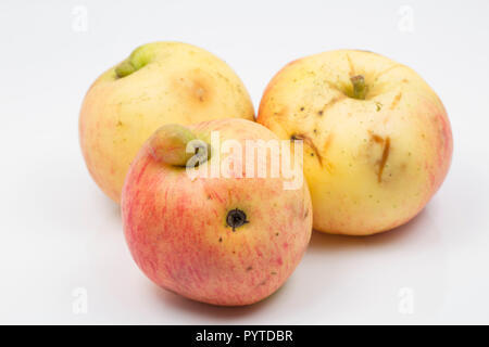 Pommes à cuire d'aubaine qui avait été placée dans une brouette à l'extérieur de la ferme pour être donnés gratuitement aux passants. Idéal pour faire de la compote de pommes. Phot Banque D'Images