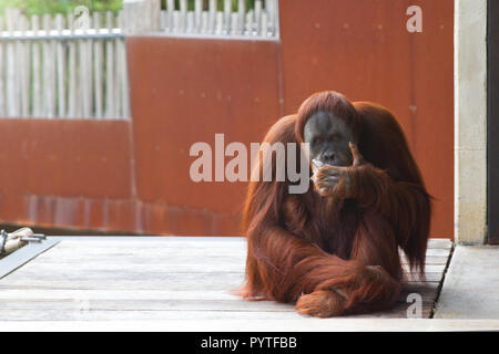 Orang-outan assis sur la plate-forme, regardant la caméra, la pensée. Banque D'Images