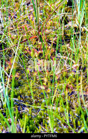 Un exemple d'habitat tourbières basses alcalines avec spoonleaf Sundew (Drosera intermedia). Banque D'Images