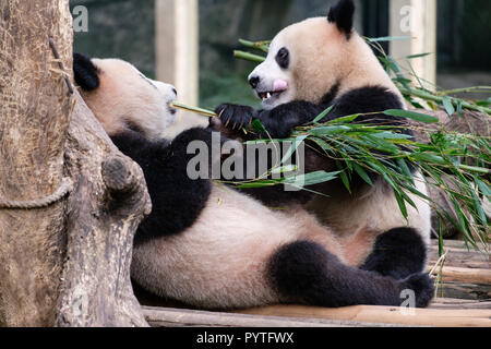 Deux Chine Panda Bear cub bébé manger et jouer au zoo, la nature autour de bambous Banque D'Images