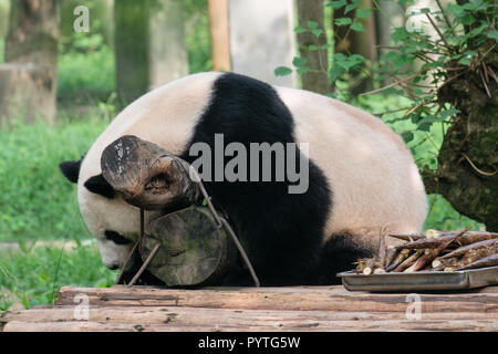 Chine Panda Bear cub bébé dormir dans l'arbre dans la nature autour de zoo, avec bambou Banque D'Images