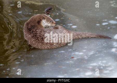 Les poissons d'Europe la loutre (Lutra lutra) sur la glace du lac gelé Banque D'Images