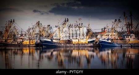 Les navires de pêche en mer Baltique. Qui abrite l'une des plus grandes flottes de pêche des Pays-Bas. La pêche se concentre essentiellement sur la capture de muss Banque D'Images