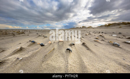 Cerastoderma des coquillages sur la plage exposée au vent de l'île de Rottumerplaat naturelles et dans la mer de Wadden néerlandais Banque D'Images