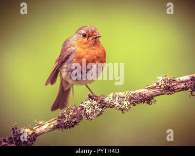 Red Robin dans retrolook. Un accompagnement régulier au cours des activités de jardinage Banque D'Images