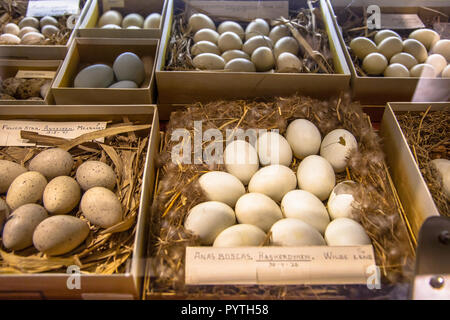 Delden, Pays-Bas - 25 juillet 2016 : Musée d'histoire naturelle Natura Docet avec show case avec des oeufs dans les nids de différentes espèces d'oiseaux Banque D'Images