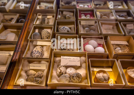 Delden, Pays-Bas - 25 juillet 2016 : Musée d'histoire naturelle Natura Docet avec show case avec les oeufs de diverses espèces d'oiseaux Banque D'Images