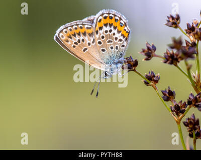 Silver femelle bleu étoilé (Plebejus argus) butterfly se reposer et dormir sur les fleurs (Juncus acutiflorus) dans l'habitat naturel Banque D'Images