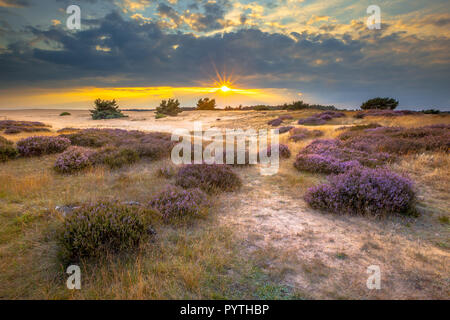 La Lande de dunes de sable dans le parc national De Hoge Veluwe autour de coucher du soleil sous un ciel assombri en août. Banque D'Images