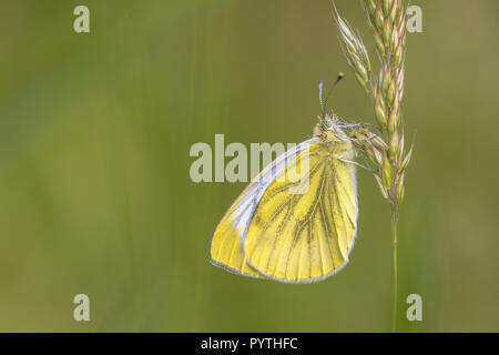 Blanc veiné de vert (Pieris napi) reposant sur l'herbe. C'est un papillon de la famille des Pieridae Banque D'Images