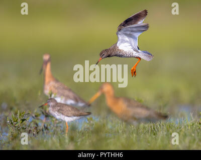 Flying gravelot (Tringa totanus) se préparant à atterrir à l'escale. migration avec queue noire hudsonienne (Limosa limosa). C'est un échassier eurasien wh Banque D'Images