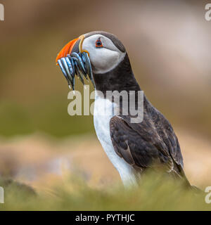 Macareux moine (Fratercula arctica) avec beek plein de lançon sur sa façon de terrier de nidification dans la colonie de reproduction Banque D'Images