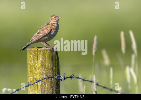 Alouette des champs (Alauda arvensis) perché sur un poteau en paysage agricole. Cette espèce de passereau est un espèces trouvées acros Banque D'Images