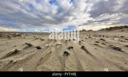 Cerastoderma coquillages sur la plage exposée au vent de l'île inhabitée de Rottumerplaat dans la mer de Wadden néerlandais Banque D'Images