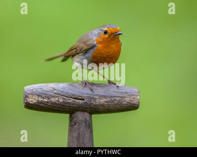 Red Robin (Erithacus rubecula aux abords) perché sur le manche de pelle. Cet oiseau est un compagnon régulier lors des activités de jardinage Banque D'Images