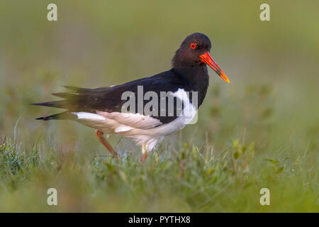 Eurasian oystercatcher (Haematopus ostralegus) également connu sous le nom de la politique commune de l'huîtrier pie, ou dans l'herbe verte de l'huîtrier paléarctique et à la tr Banque D'Images