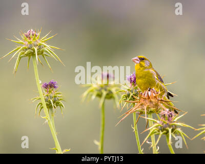 Verdier (Carduelis chloris) feeeding sur le chardon-Marie (Silybum marianum) Banque D'Images