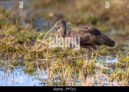 L'Ibis de nourriture dans la réserve naturelle des marais herbeux. C'est la plus répandue des espèces d'ibis, de reproduction dans la région de sites dispersés dans les régions chaudes de l'Europe, Banque D'Images