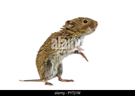 Campagnol roussâtre (Myodes glareolus ; anciennement Clethrionomys glareolus). Petit vole avec fourrure rouge-brun debout sur ses pattes sur fond blanc Banque D'Images