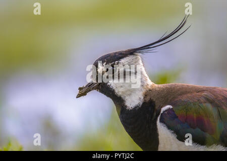 Portrait de Weda Northern sociable (Vanellus vanellus) dans l'habitat de prairie où il se reproduit. avec des arrière-plan coloré en bleu et vert. Beaucoup Banque D'Images