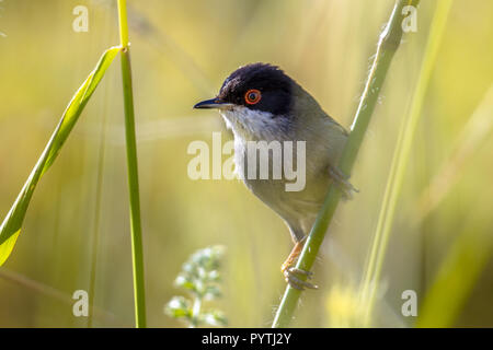 Fauvette sarde (Sylvia melanocephala) perché sur la tige d'herbe Banque D'Images