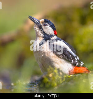Great spotted woodpecker (Dendrocopos major) eau potable de forest Creek dans le centre de bois européenne Banque D'Images