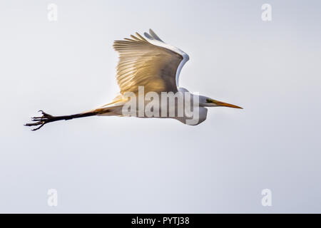 Grande aigrette (Ardea alba), également connu sous le nom de la grande aigrette, aigrette ou grand héron blanc, se trouve en Asie, Afrique, dans les Amériques, et en Europe Banque D'Images